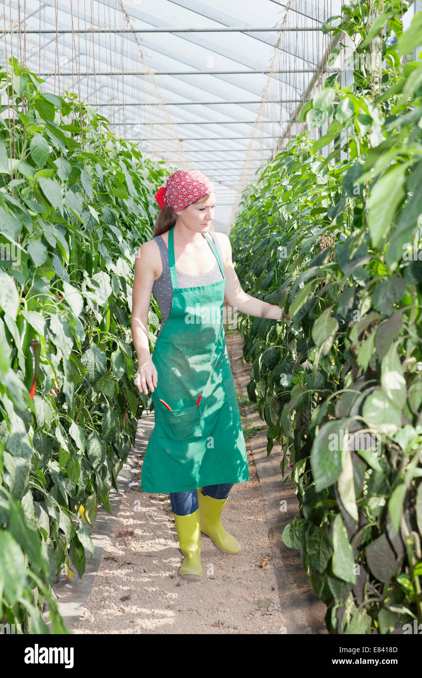 Young woman checking paprika plants in a greenhouse, Baden-Württemberg, Germany Stock Photo