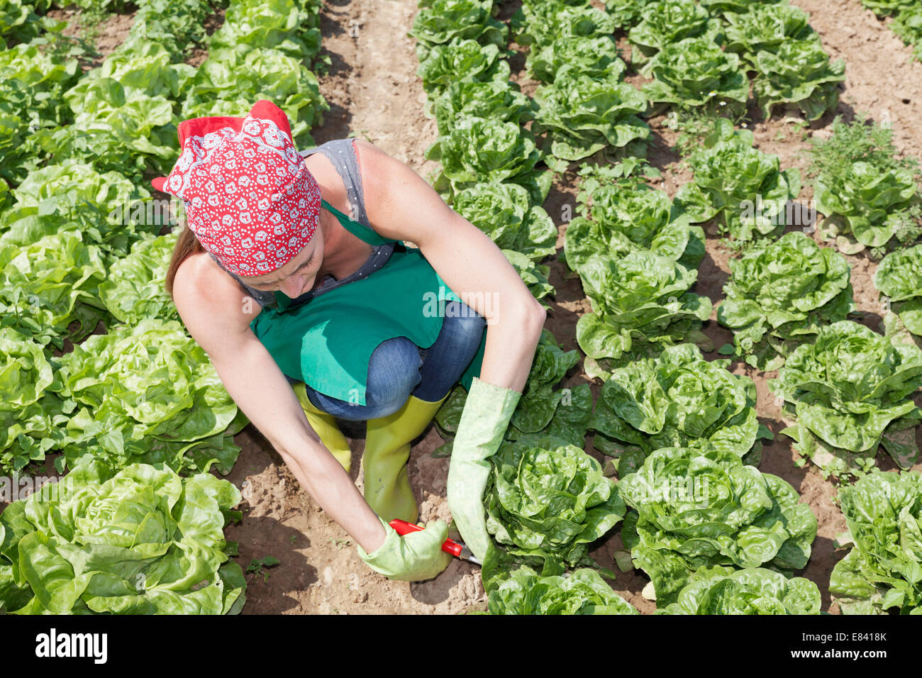 Young woman harvesting lettuce on a field, Baden-Württemberg, Germany Stock Photo
