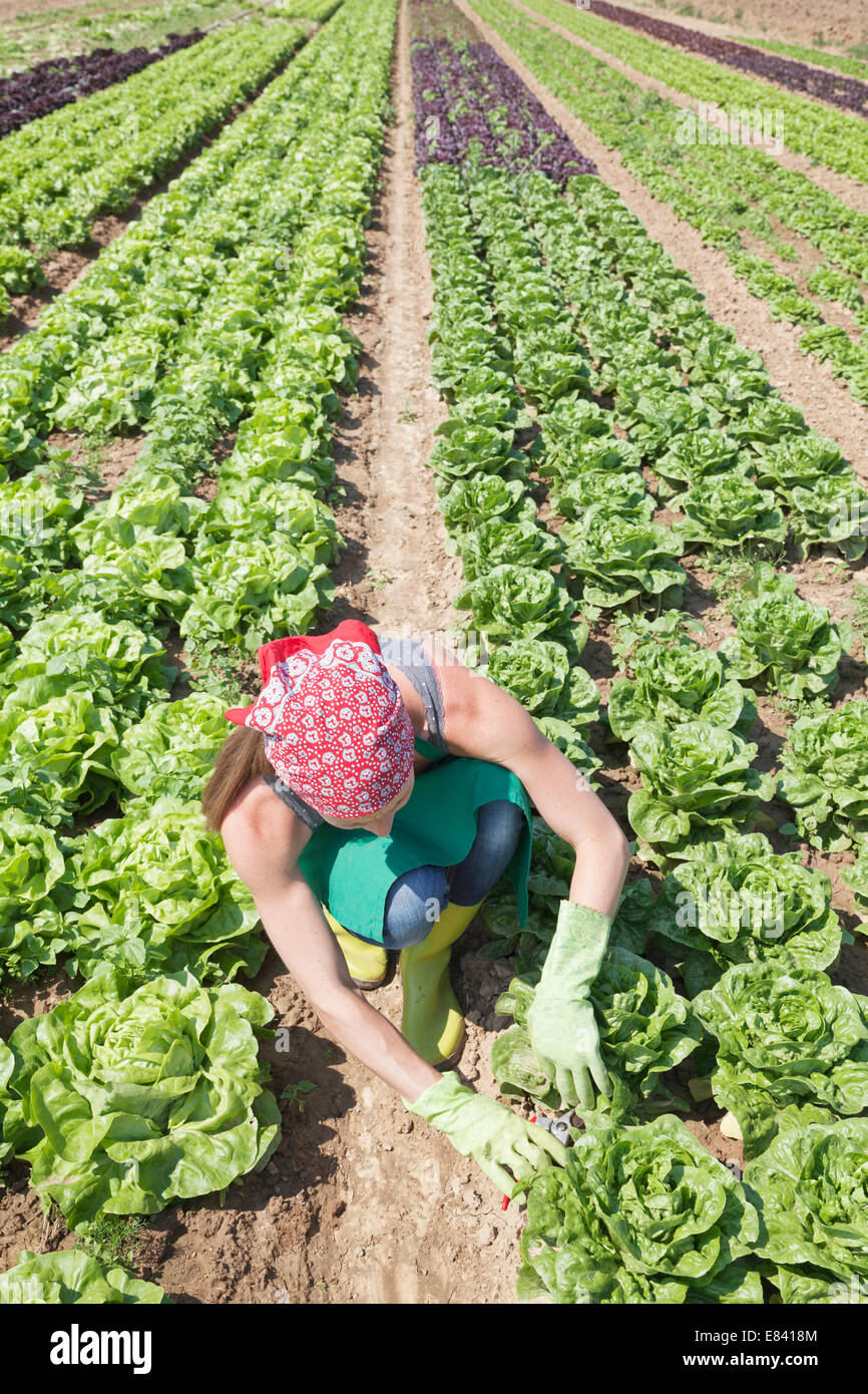 Young woman harvesting lettuce on a field, Esslingen, Baden-Württemberg, Germany Stock Photo