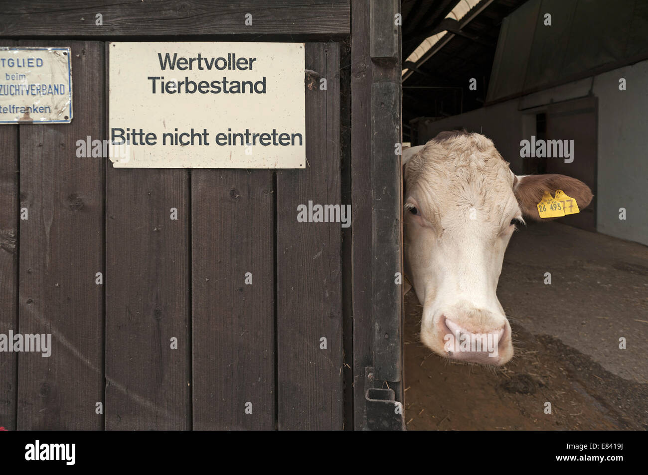 Dairy cow looking out of a barn, left sign 'wertvoller Tierbestand', German for 'valuable livestock', Bavaria, Germany Stock Photo