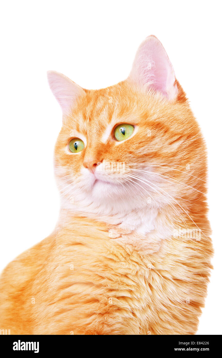 Beautiful red adult cat Stock Photo