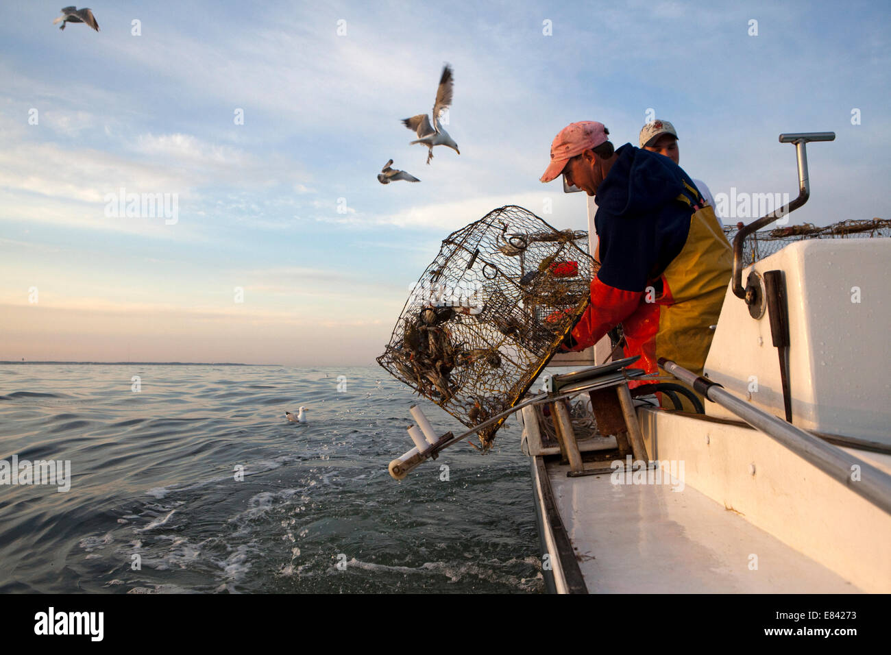 Crab Fishermen loading crab traps onto fishing boat, Tangier island
