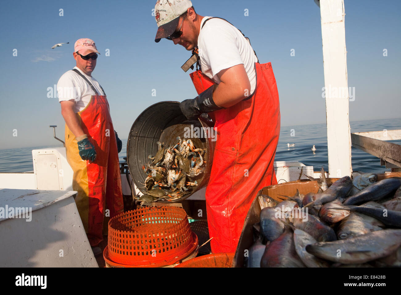 Crab Fishermen, Chesapekae Bay, Maryland, USA Stock Photo Alamy