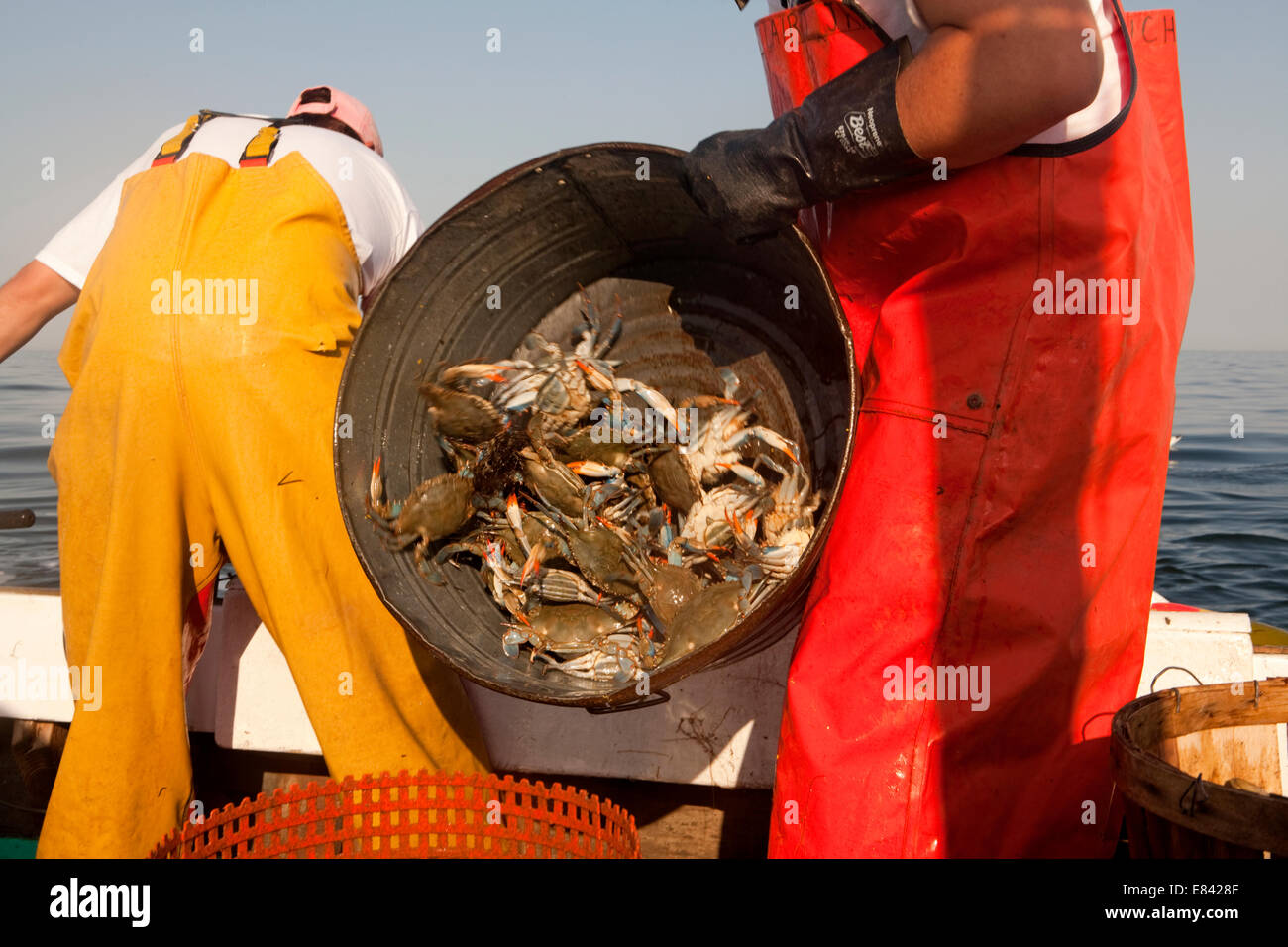 Fisherman unloading crabs from tin bath on board fishing boat, cropped