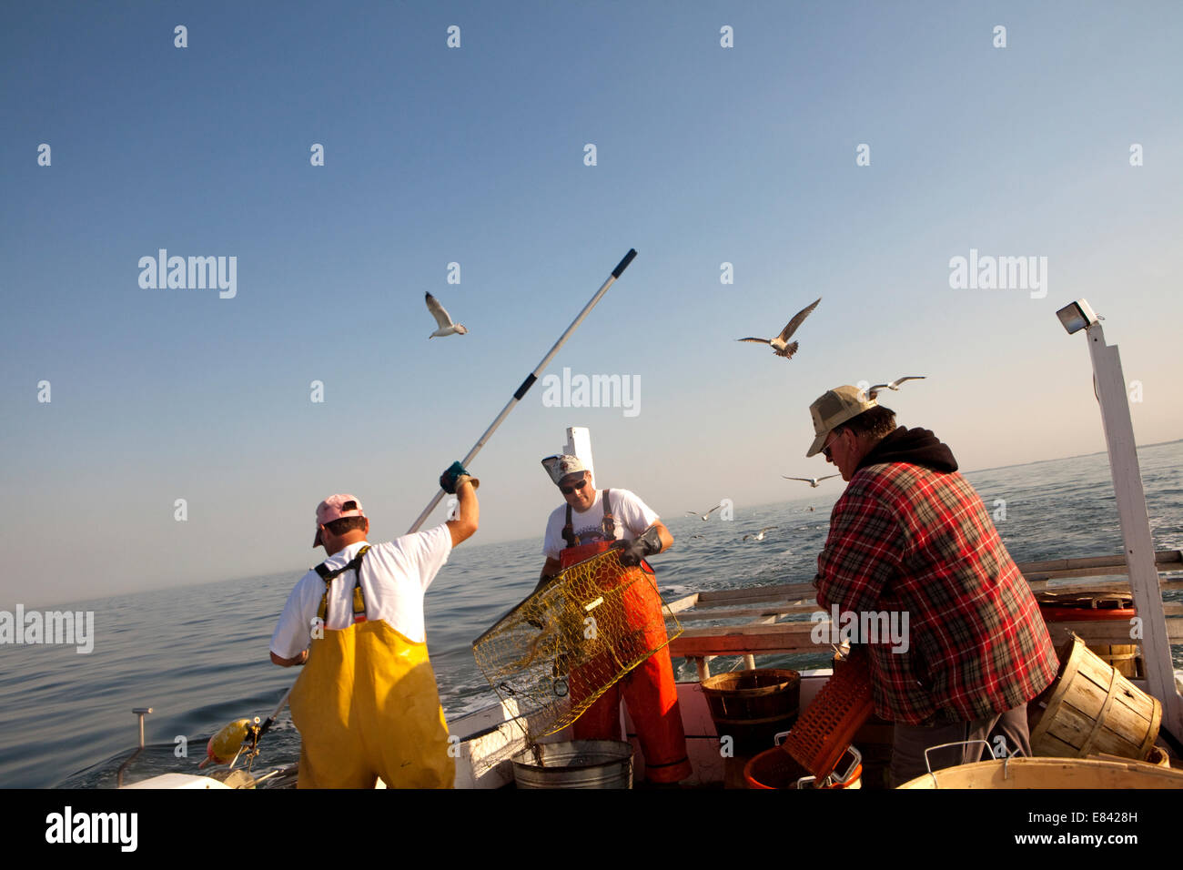 Fishermen loading crab trap on board fishing boat, Chesapeake Bay