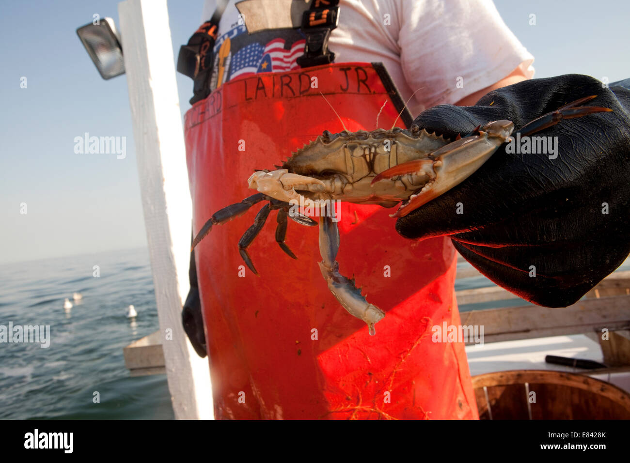 A fisherman holding up a Chesapeake Bay blue crab, smiling