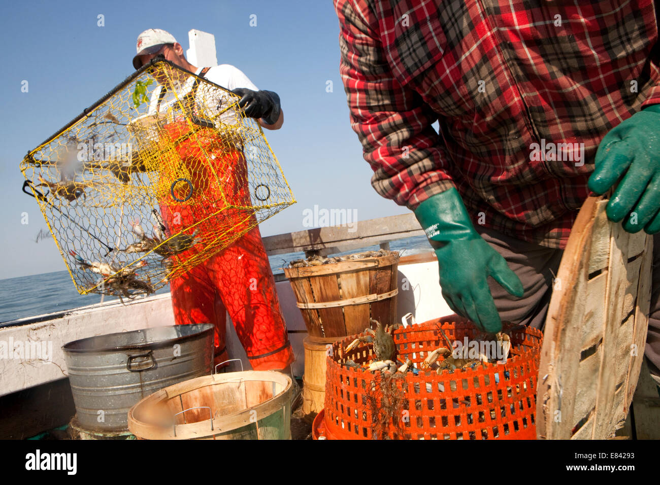 Fisherman loading crab trap on board fishing boat at sea, Chesapeake