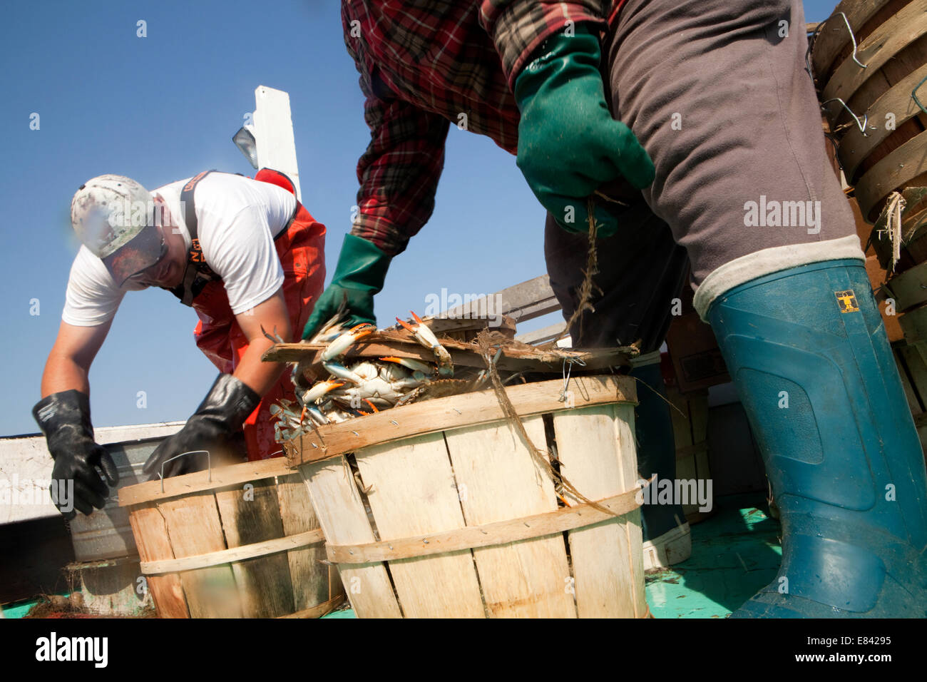 Crab fishermen loading crab bushels on fishing boat, cropped, Chesapeake Bay, Maryland, USA
