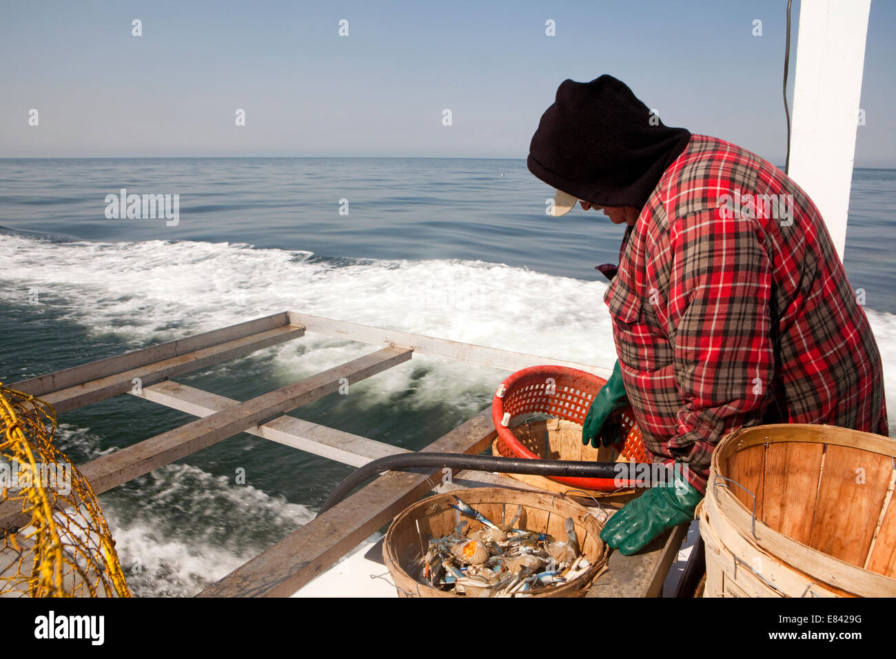 Crab Fishermen, Chesapekae Bay, Maryland, USA Stock Photo Alamy