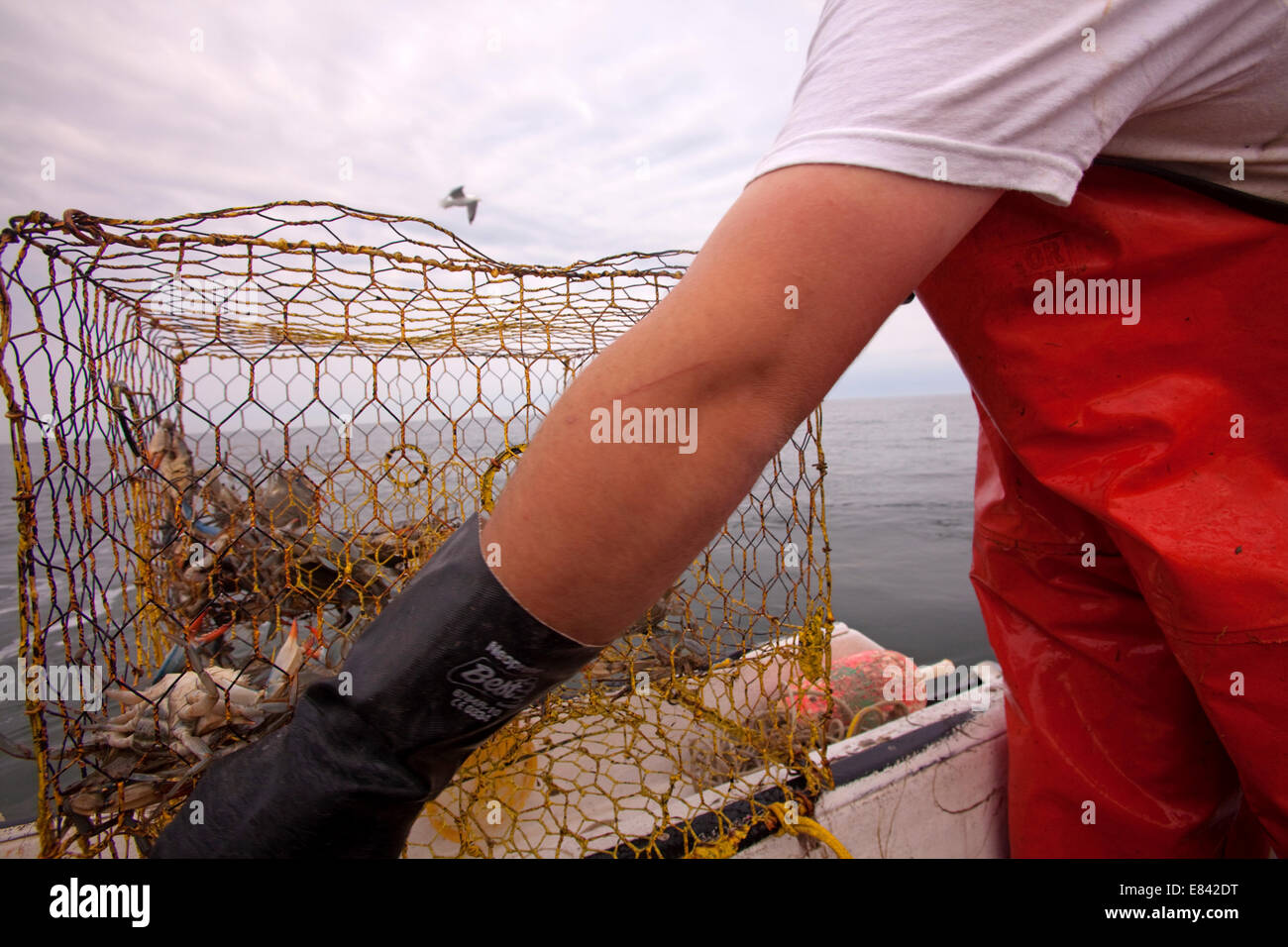 Fisherman loading crab trap on board fishing boat at sea, cropped close