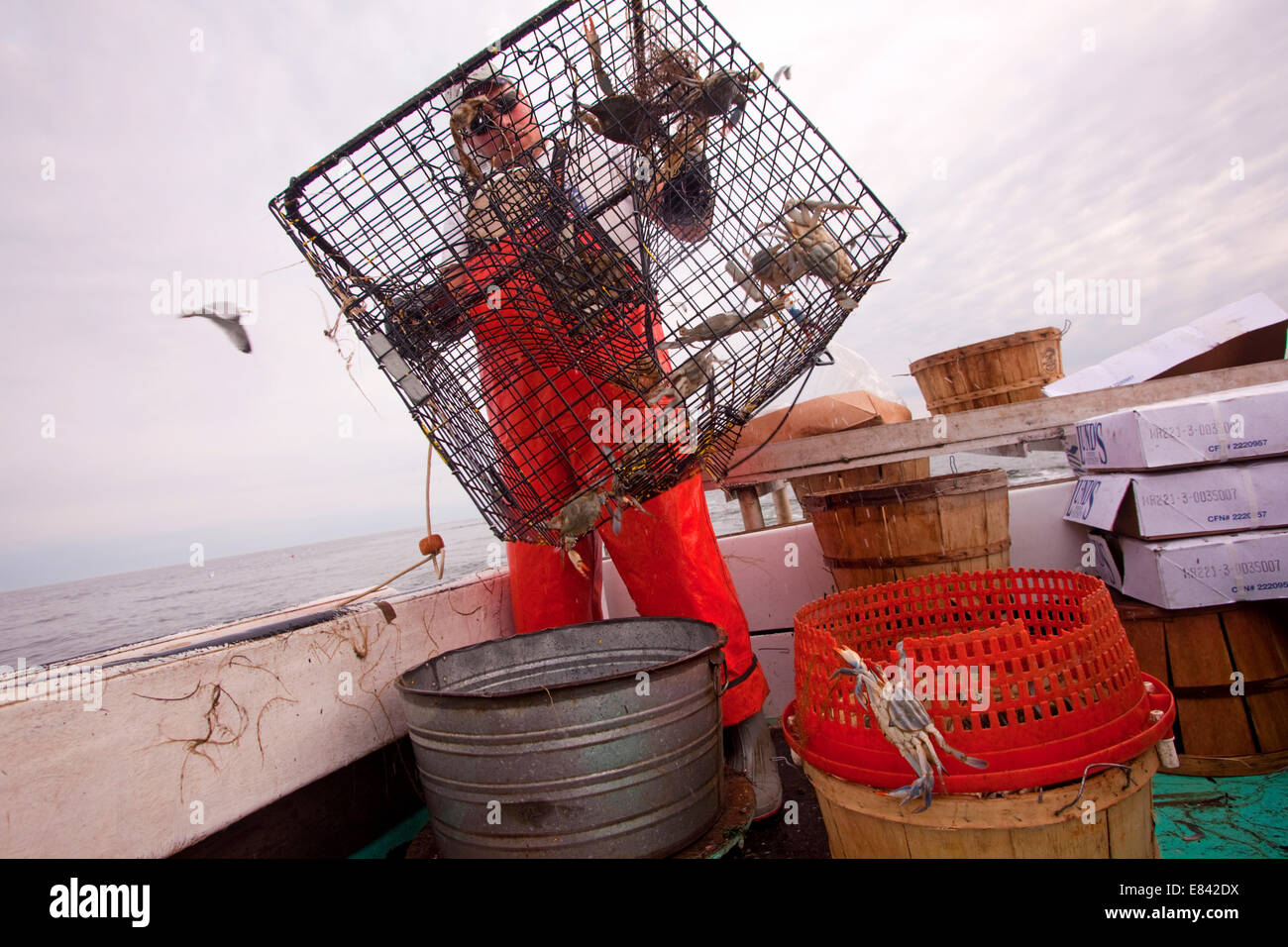 Fisherman loading crab trap on board fishing boat at sea, Chesapeake