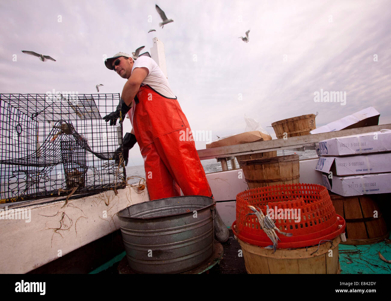 Fisherman unloading crab trap from fishing boat into sea, Chesapeake Bay, Maryland, USA Stock Photo