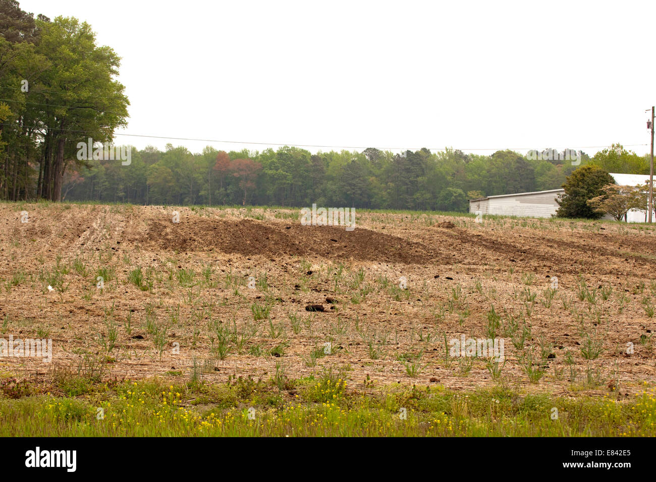 Chicken farm america hires stock photography and images Alamy