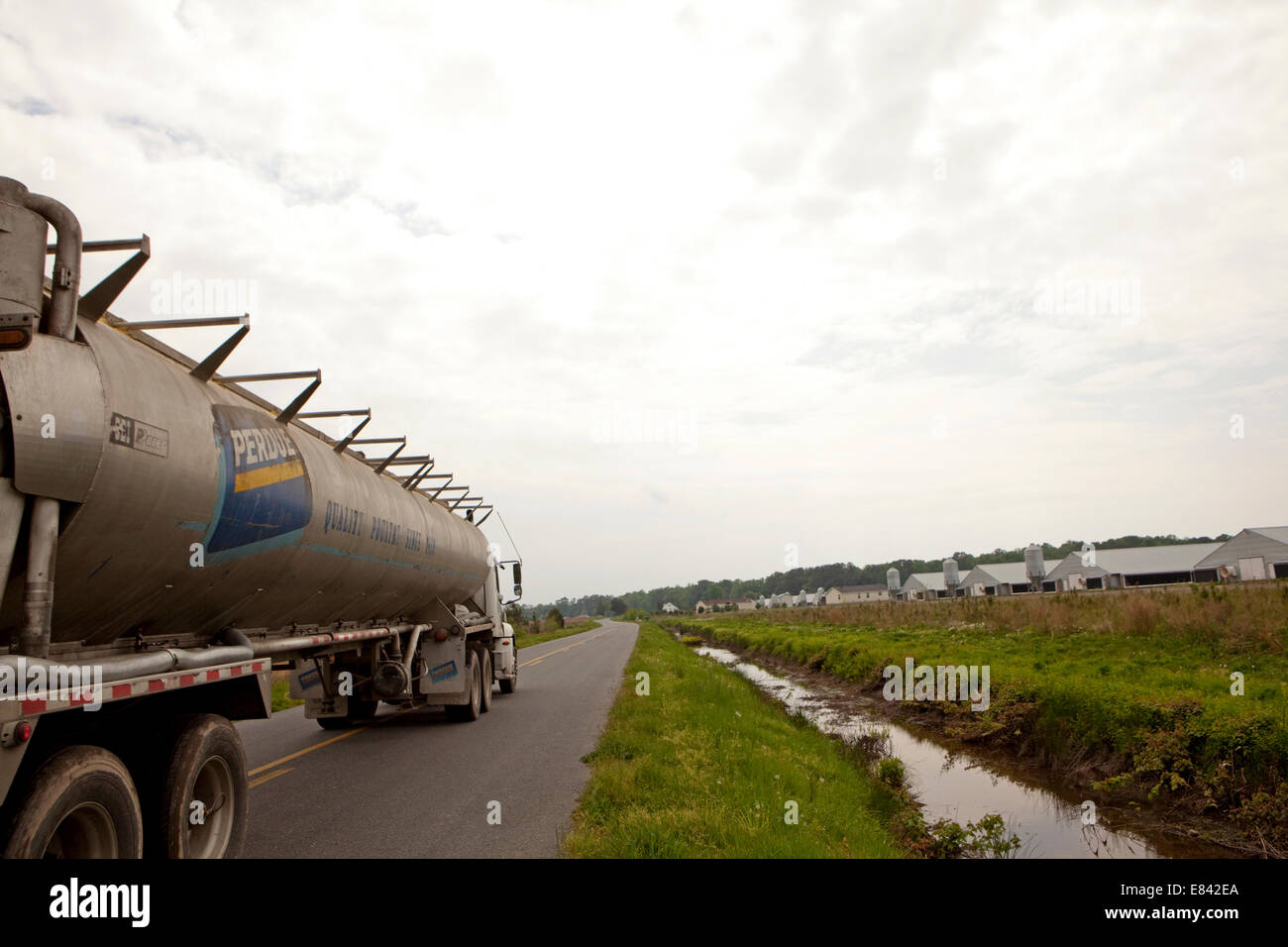 Chicken farms eastern shore maryland usa Stock Photo Alamy