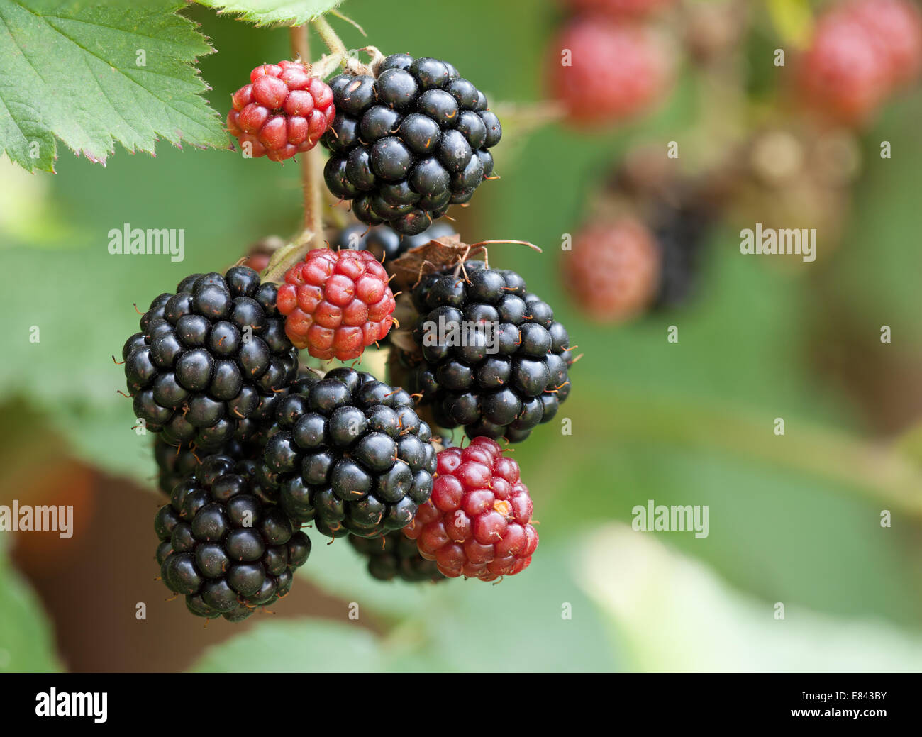Dewberries on a shrub. Macro shot. Stock Photo