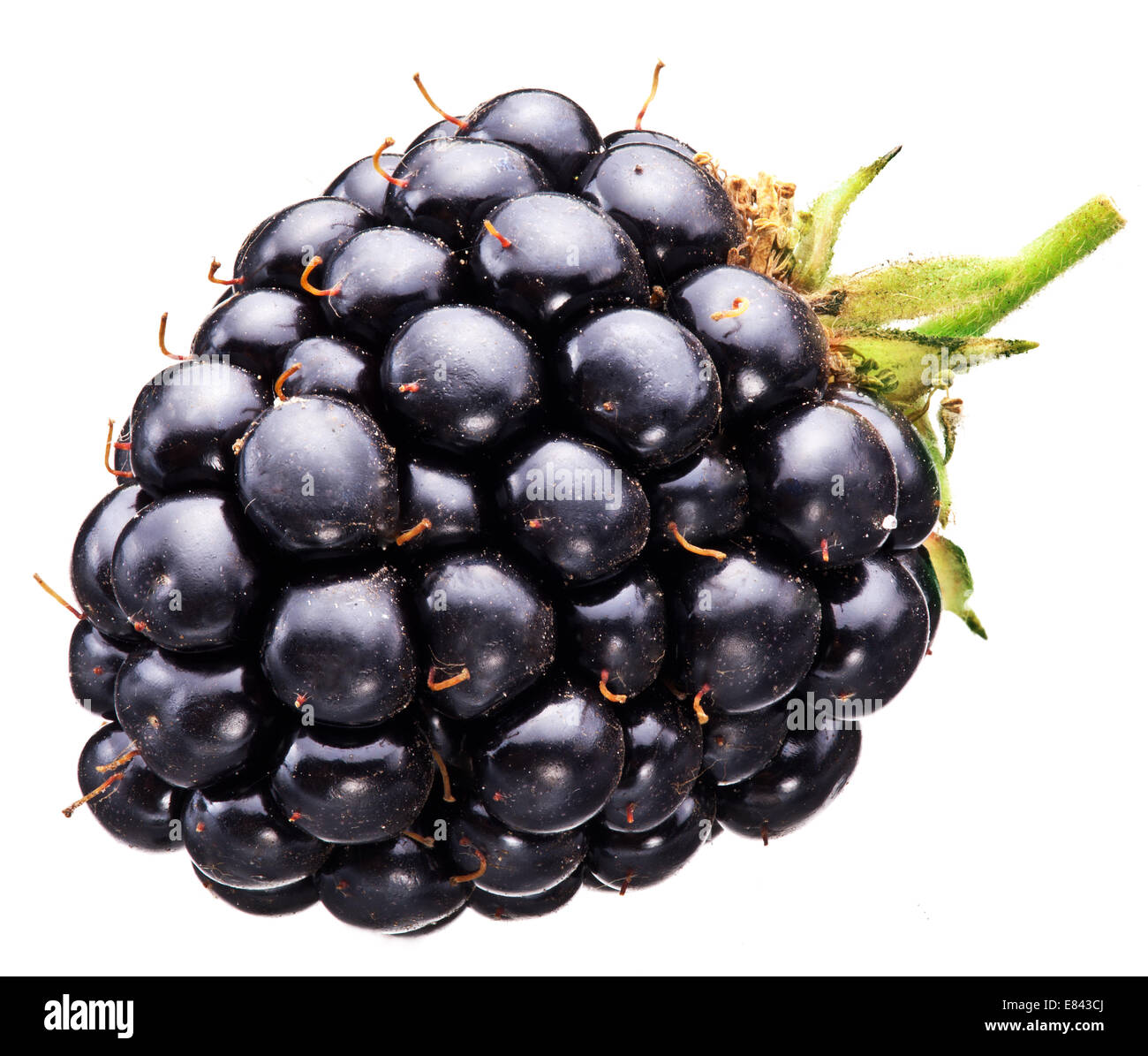 Blackberry isolated over white background. Macro shot. Stock Photo