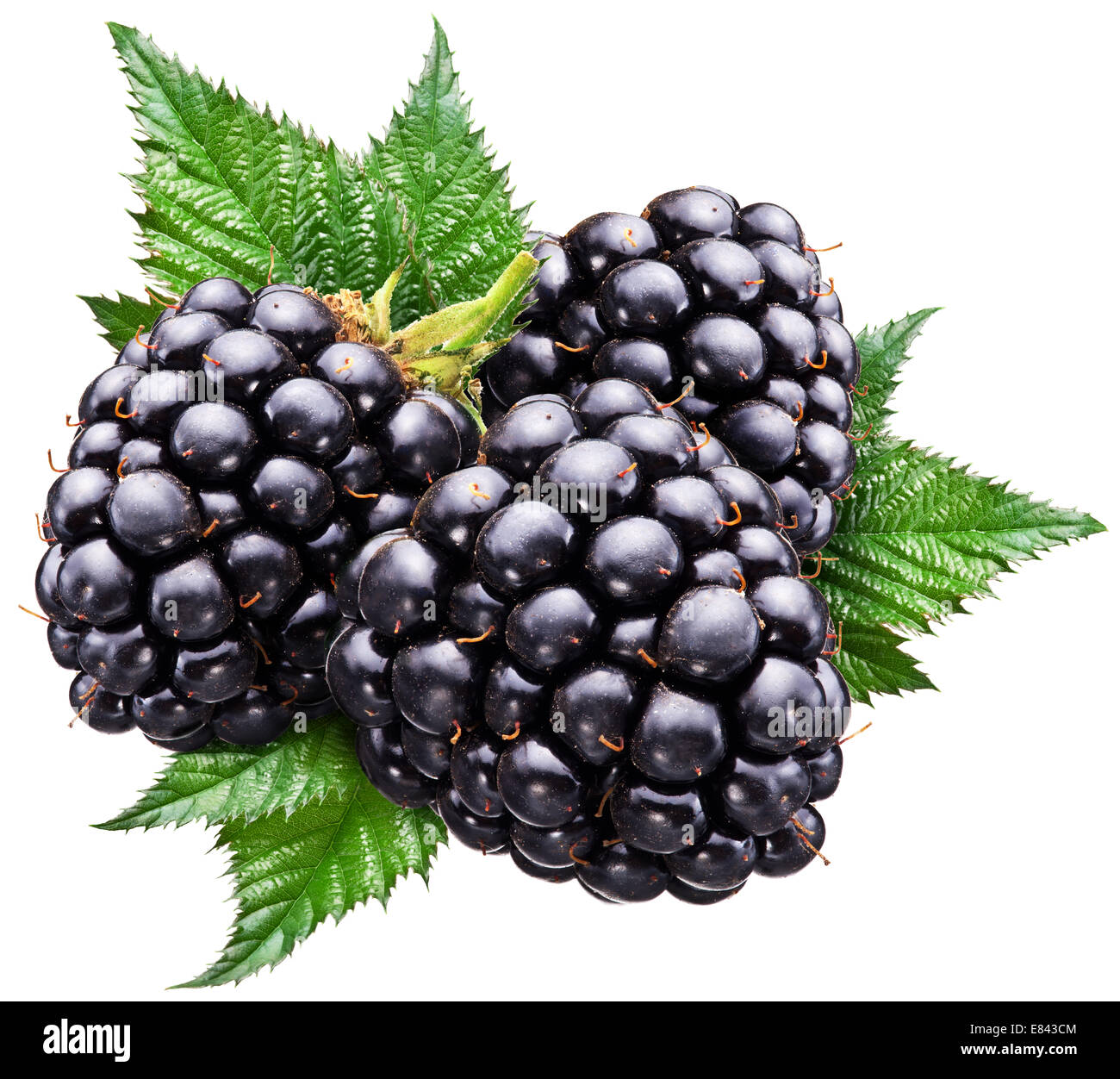 Blackberries with leaves isolated over white background. File contains clipping paths. Stock Photo