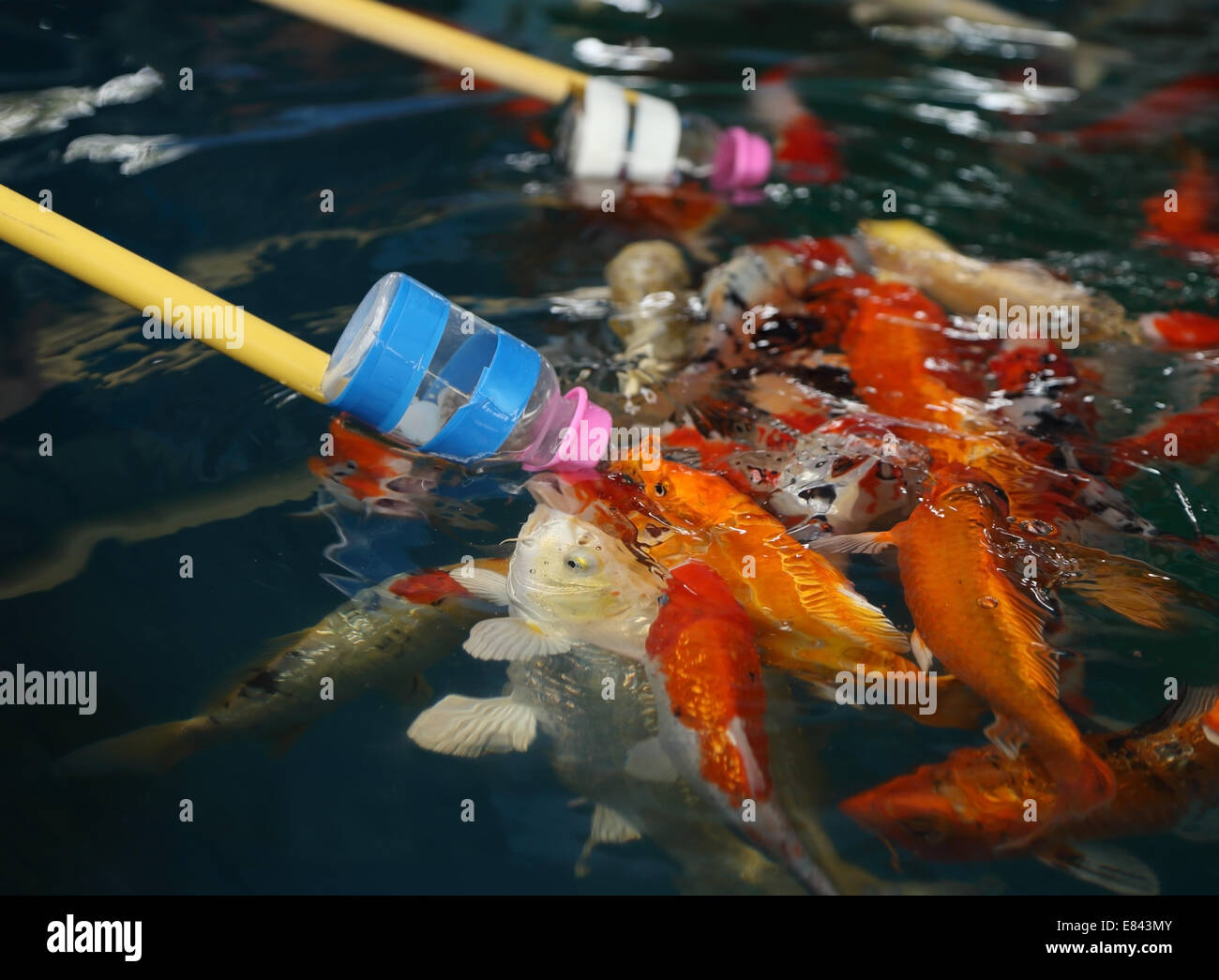 Koi fish milk bottle hires stock photography and images Alamy