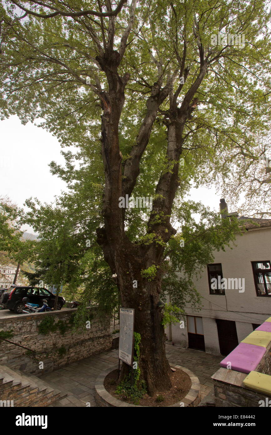 Very large old Grey Poplar, Populus canescens, with a girth of 6m, at Makrinitsa, Pilion peninsula, Greece. Stock Photo