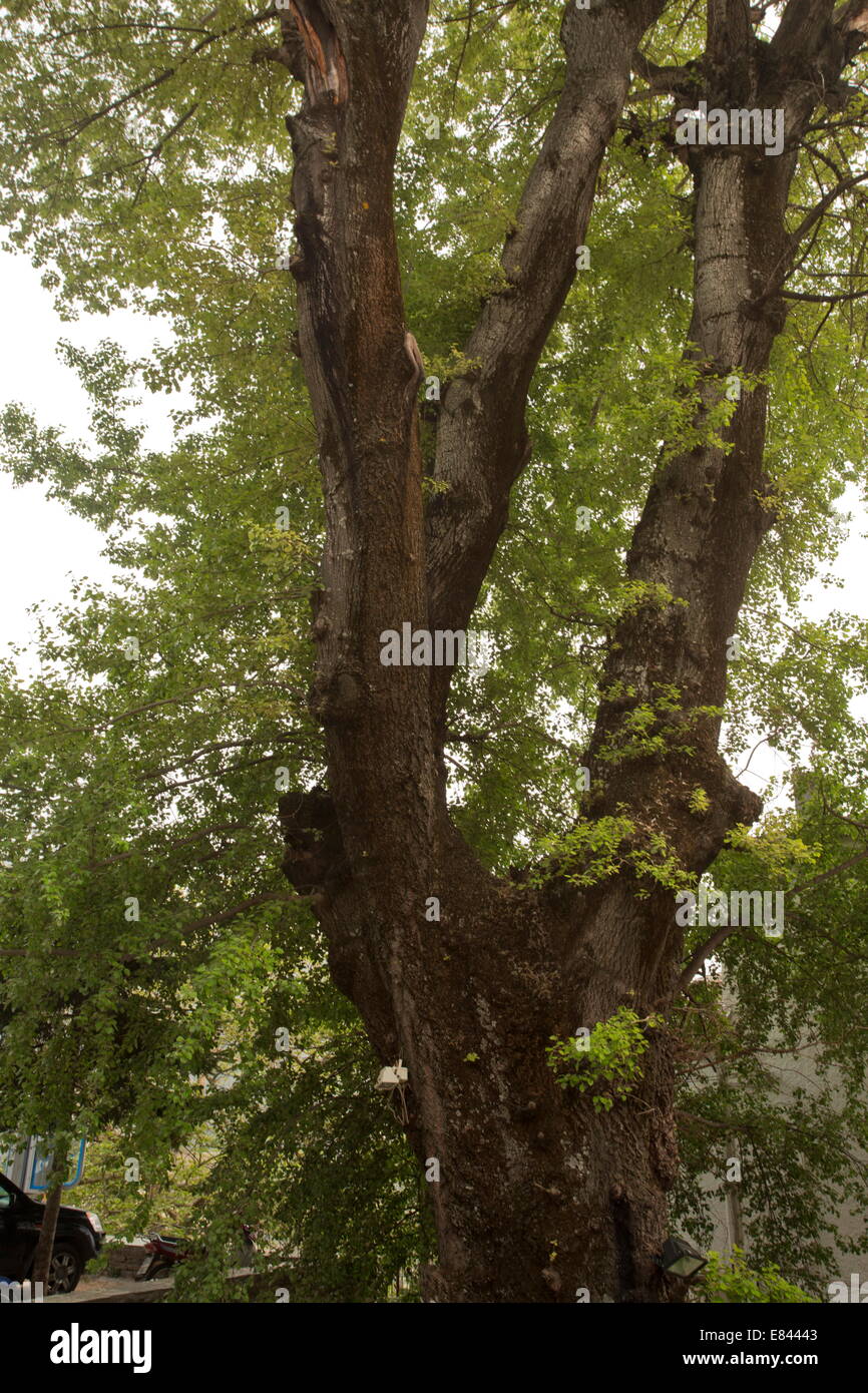 Very large old Grey Poplar, Populus canescens, with a girth of 6m, at Makrinitsa, Pilion peninsula, Greece. Stock Photo