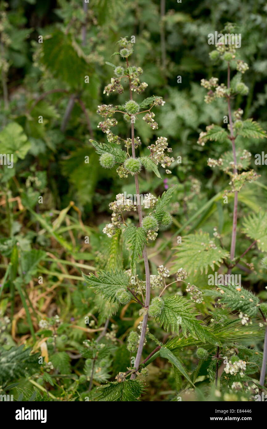 Roman Nettle, Urtica pilulifera in flower. Greece. Stock Photo