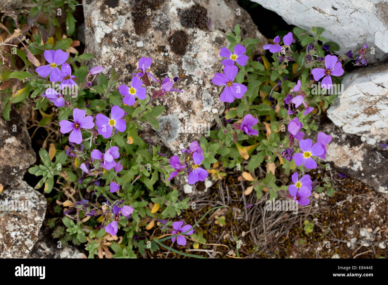 Aubretia Flower Stock Photos & Aubretia Flower Stock Images - Alamy