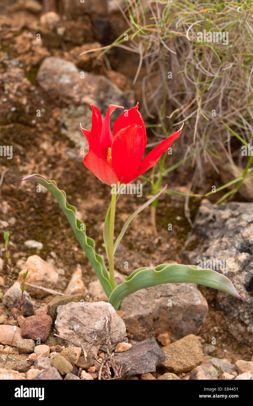 A wild tulip, Tulipa boetica = T. undulatifolia in garrigue, Chios, Greece Stock Photo