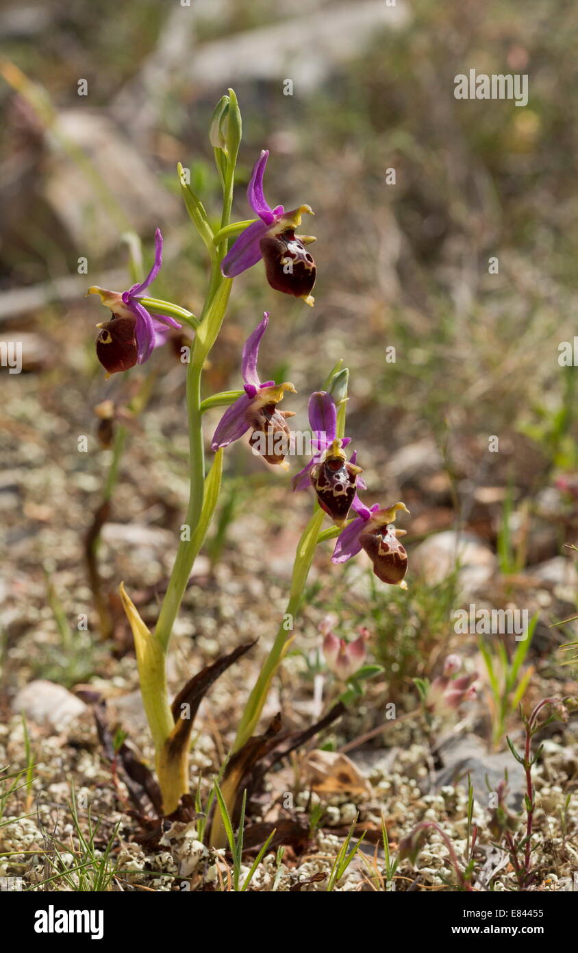 An orchid, Ophrys calypsus in flower in Chios, Greece Stock Photo
