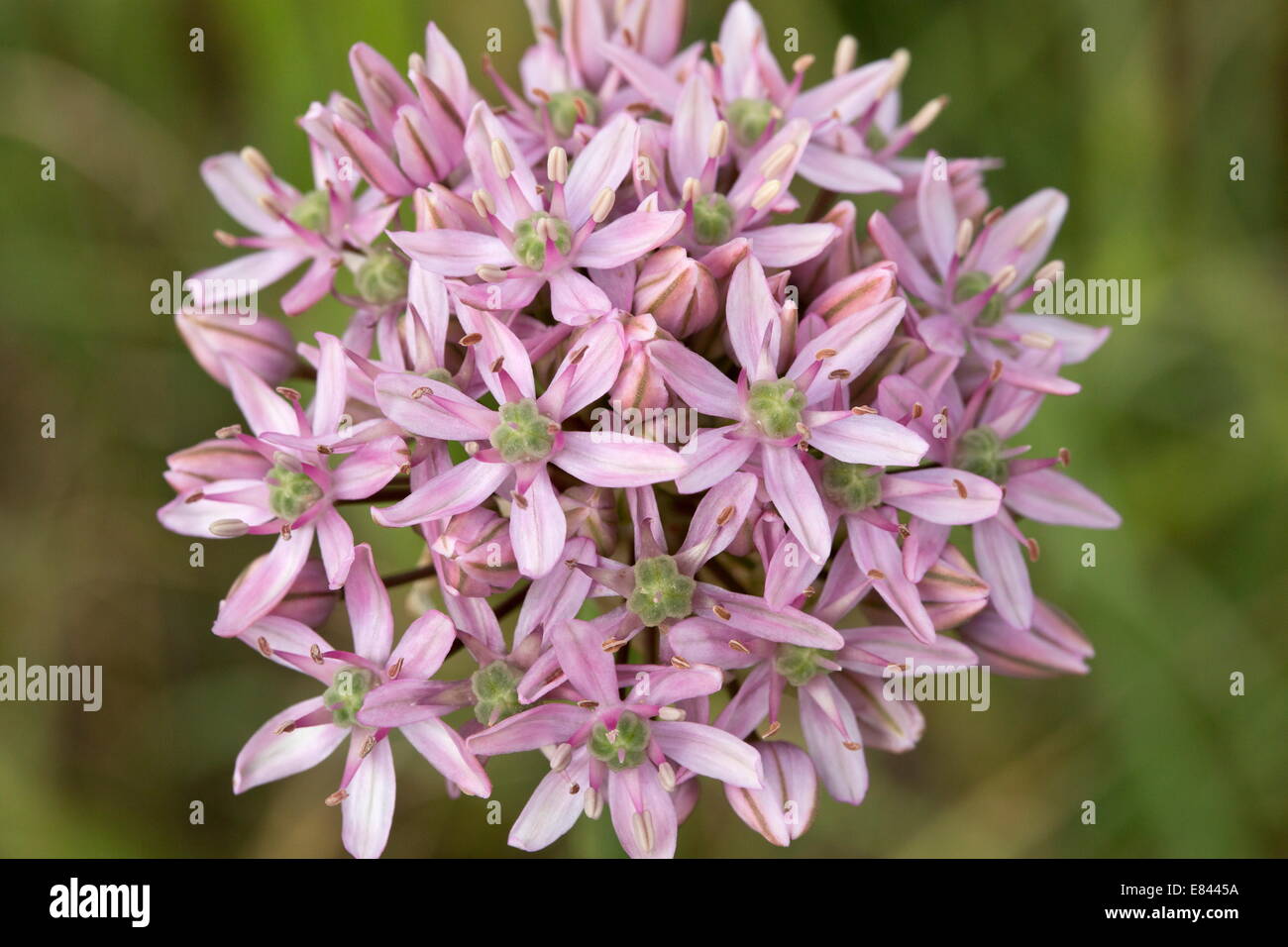 Black garlic or Broadleaf garlic, Allium nigrum. Cultivated field, Chios, Greece. Stock Photo