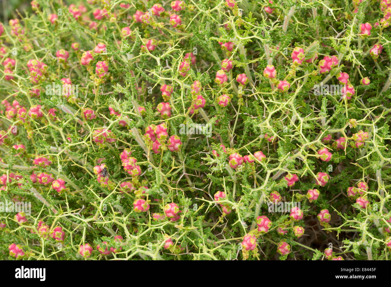 Spiny burnet, Sarcopoterium spinosum in fruit. A garrigue plant, strongly adapted to grazing. Chios, Greece. Stock Photo