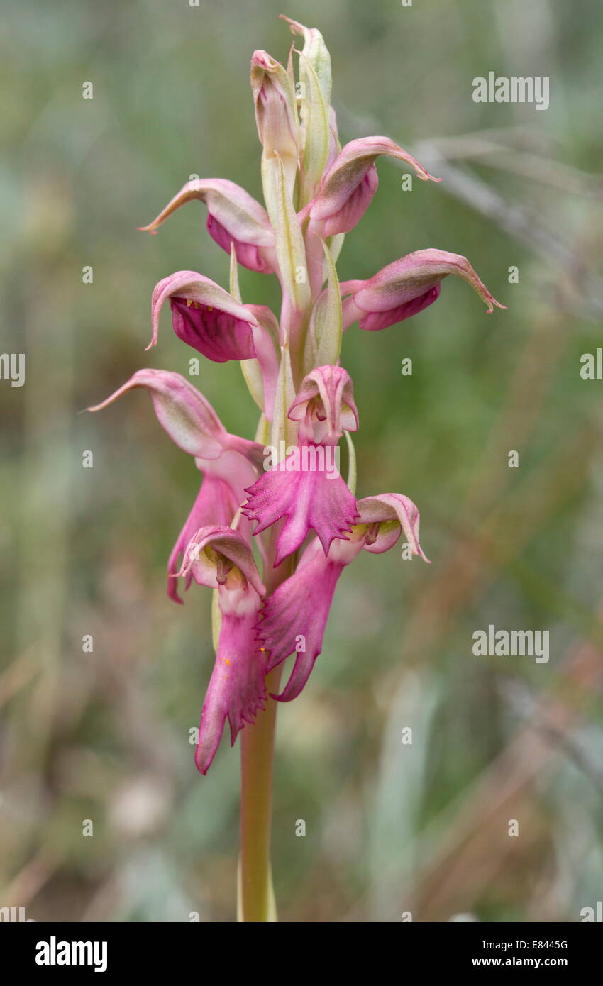 Holy Orchid, Orchis sancta in flower; Chios, Greece. Stock Photo