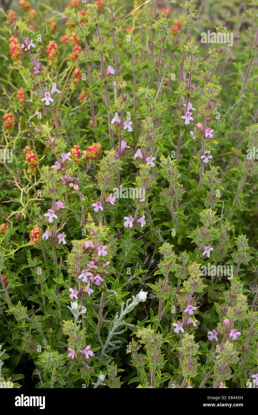 Pink Savory, Satureja thymbra in flower. Herbal and medicinal plant in garrigue. Greece. Stock Photo