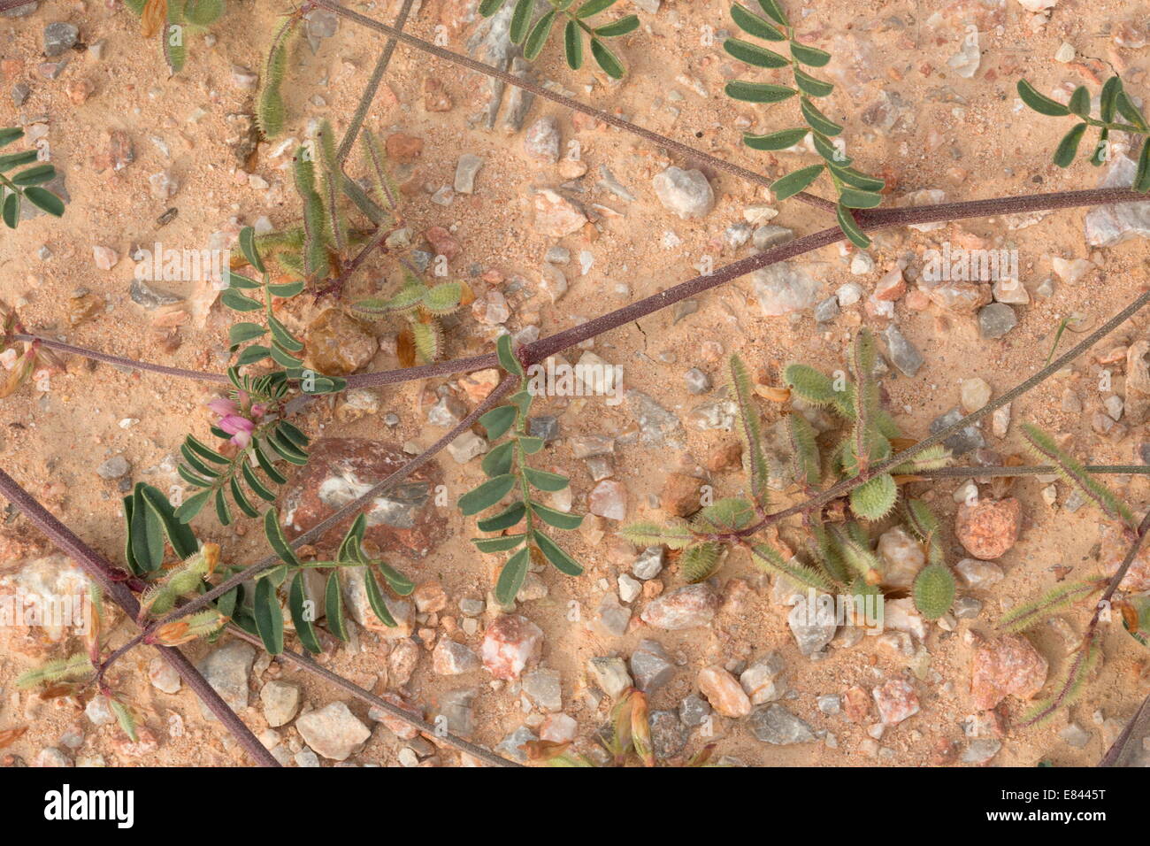 A spiny-fruited sainfoin, Hedysarum spinosissimum  in flower and fruit. Chios, Greece. Stock Photo