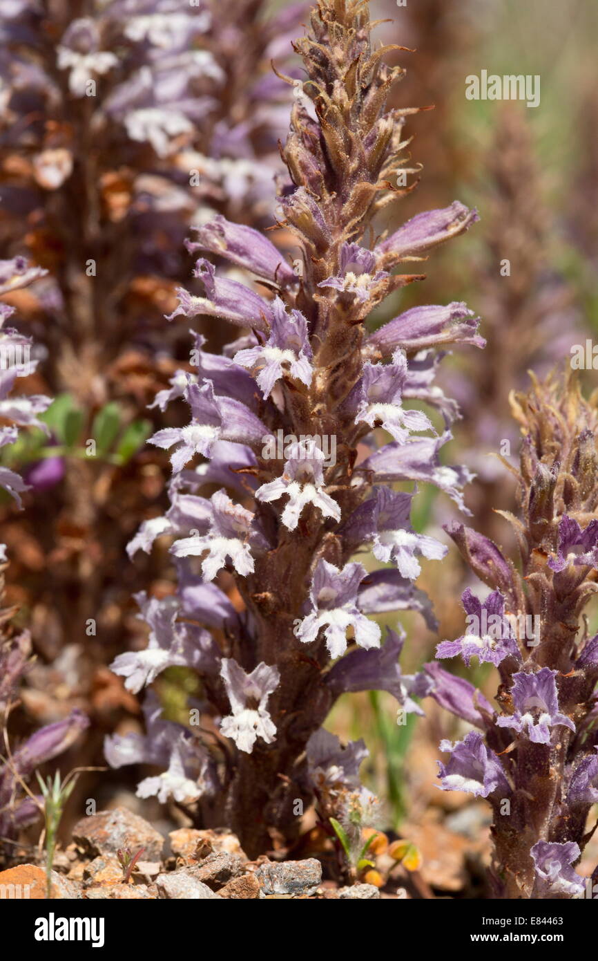 A broomrape, Orobanche lavandulacea on Pitch trefoil; chios, Greece Stock Photo