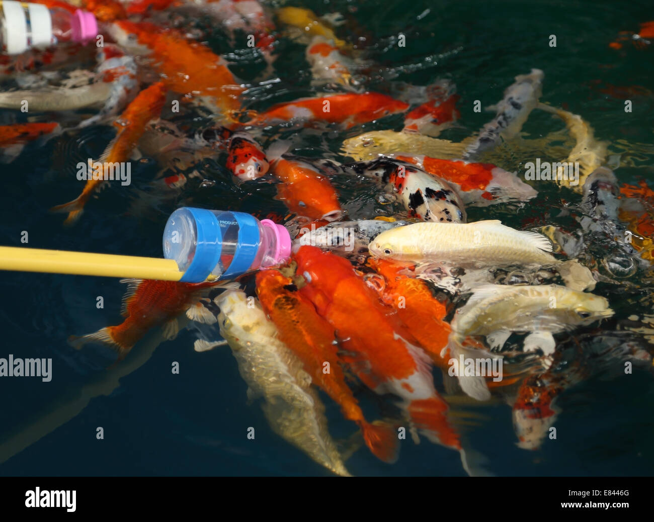 Feeding Koi fish with milk bottle in farm Stock Photo Alamy