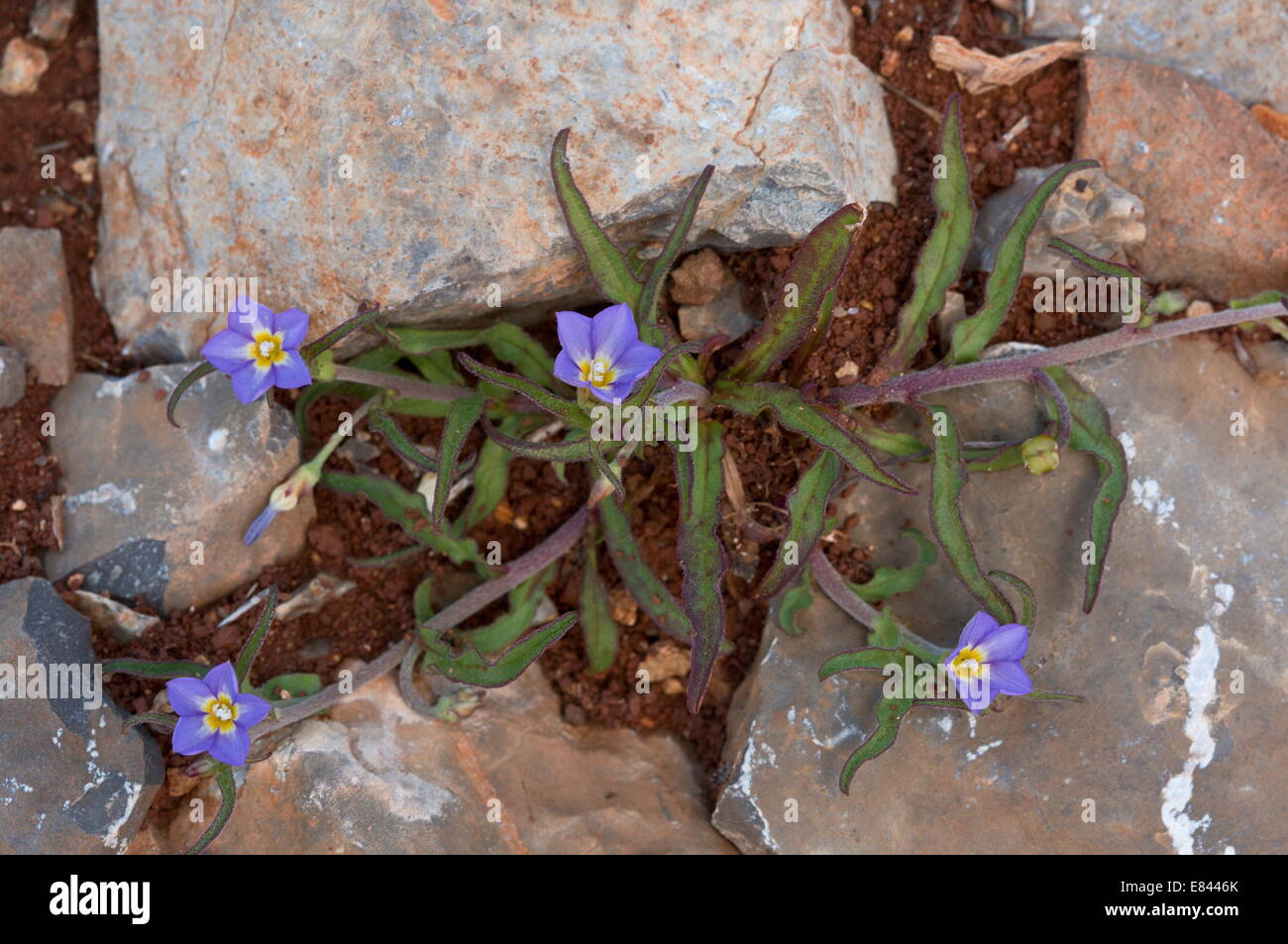 European Bindweed High Resolution Stock Photography and Images - Alamy