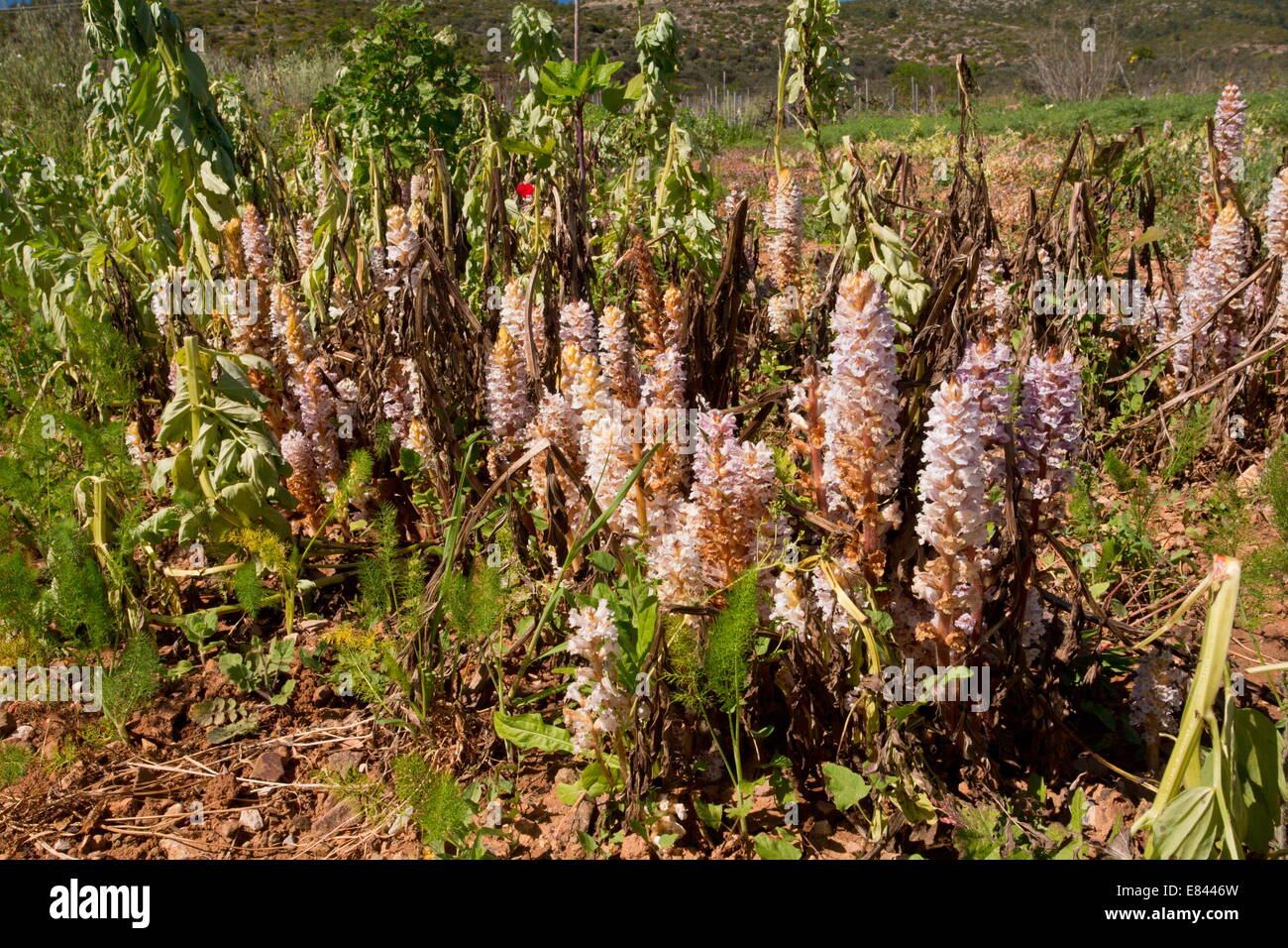 Heavy infestation of Bean Broomrape, Orobanche crenata, destroying a