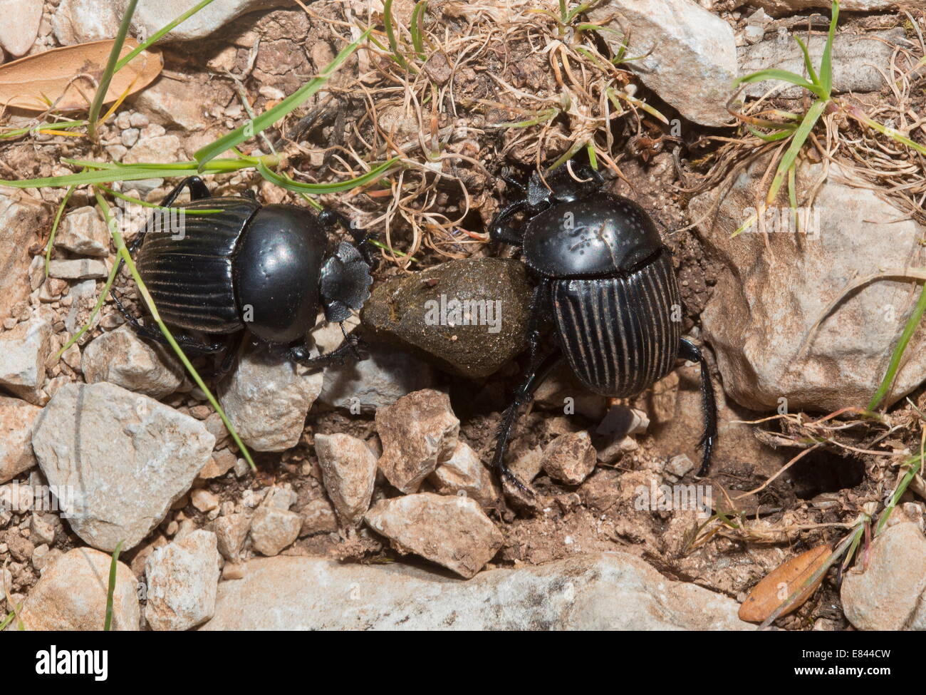 Dung beetles,  Sardinia, Italy. Stock Photo