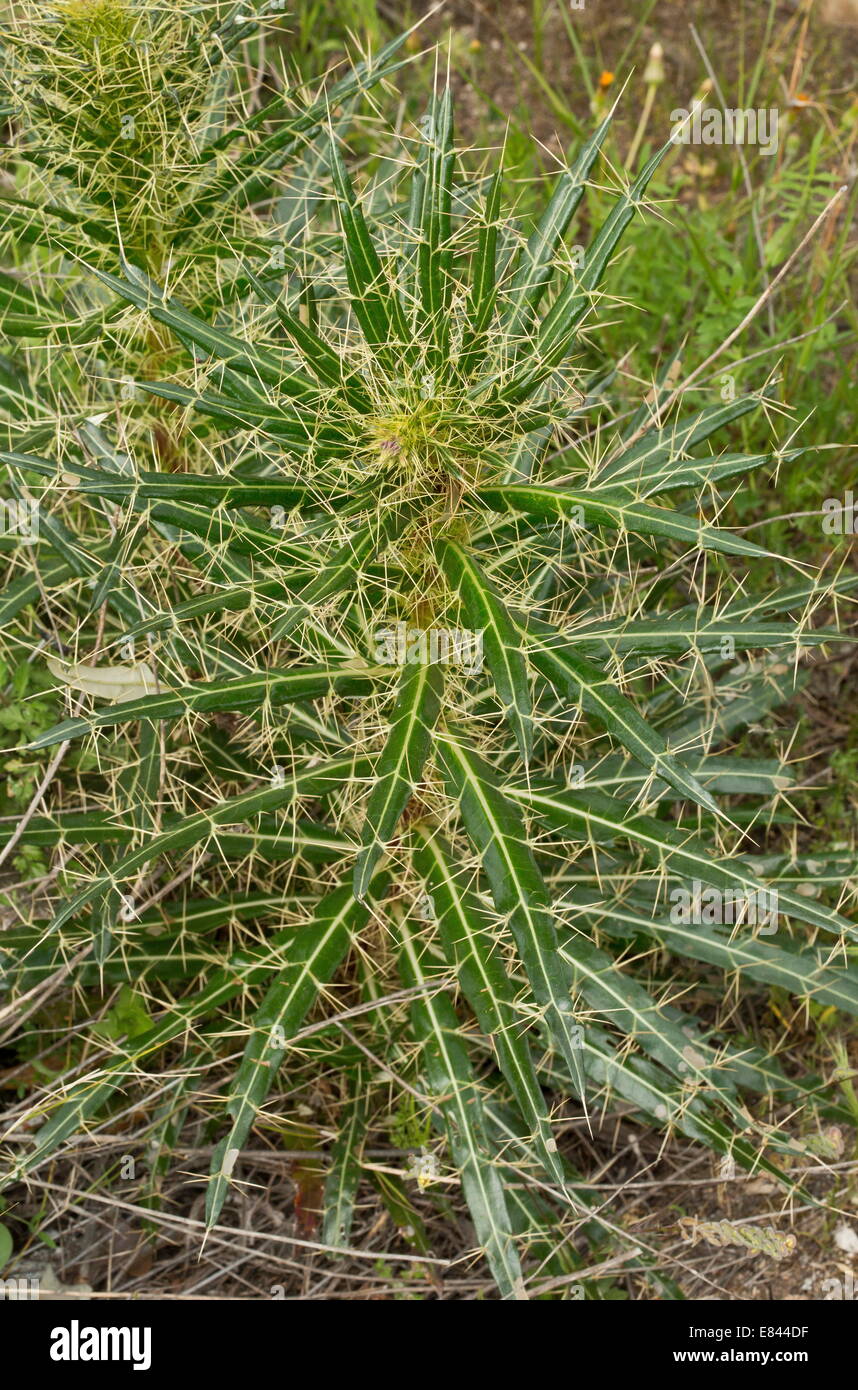 Foliage of a thistle, Ptilostemon casabonae - tyrrhenian endemic in Sardinia, Italy. Stock Photo