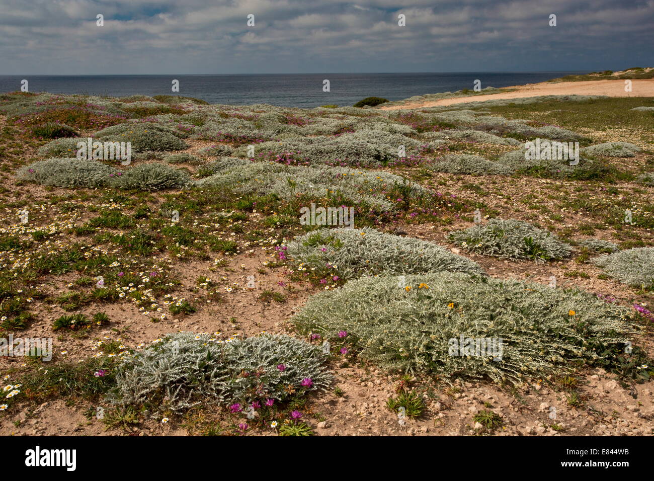 Spring flowers and Low grey mats of Helichrysum italicum ssp microphyllum, Cabo Mannu headland, Sinis Peninsula, west Sardinia Stock Photo