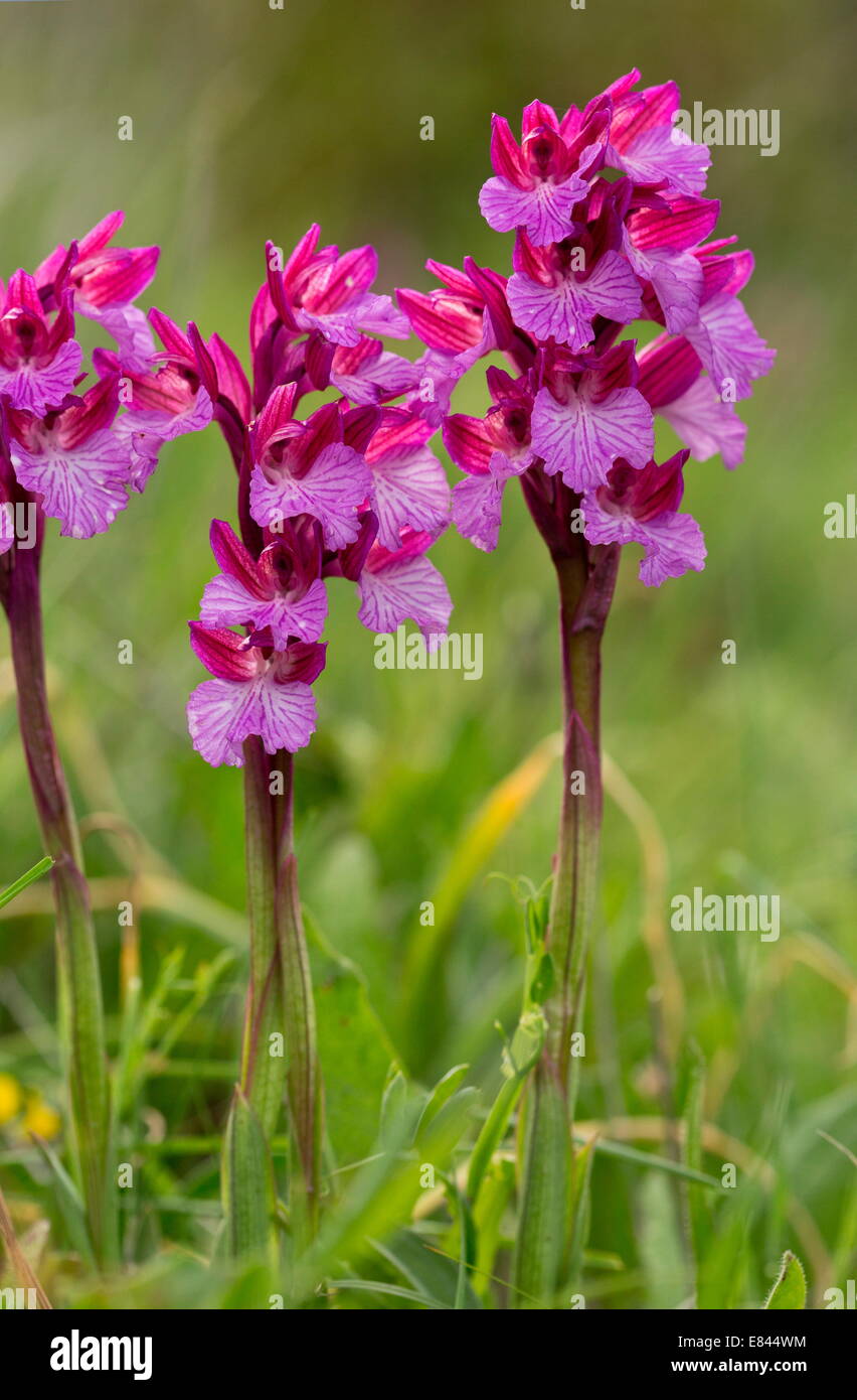Pink Butterfly orchids, Orchis papilionacea in flower in grassland, Sardinia, Italy. Stock Photo