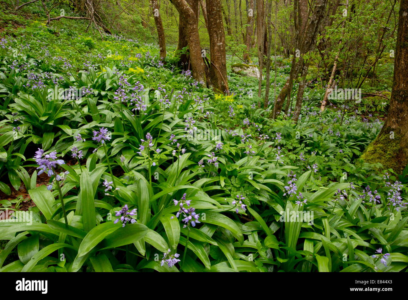 Pyrenean Squill, Scilla lilio-hyacinthus in woodland in spring, french Pyrenees. France. Stock Photo