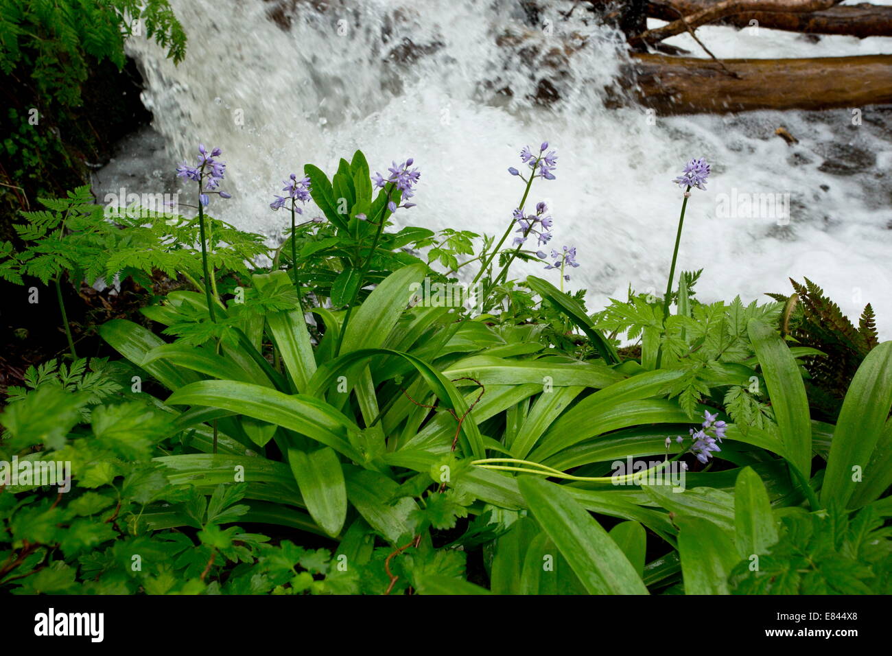 Pyrenean Squill, Scilla lilio-hyacinthus by a stream in woodland in spring, french Pyrenees. France. Stock Photo
