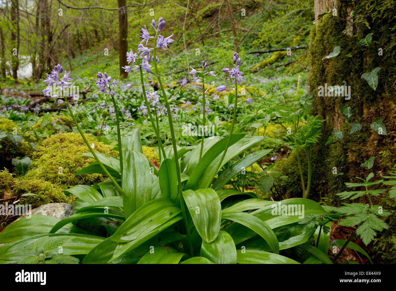 Pyrenean Squill, Scilla lilio-hyacinthus in woodland in spring, french Pyrenees. France. Stock Photo