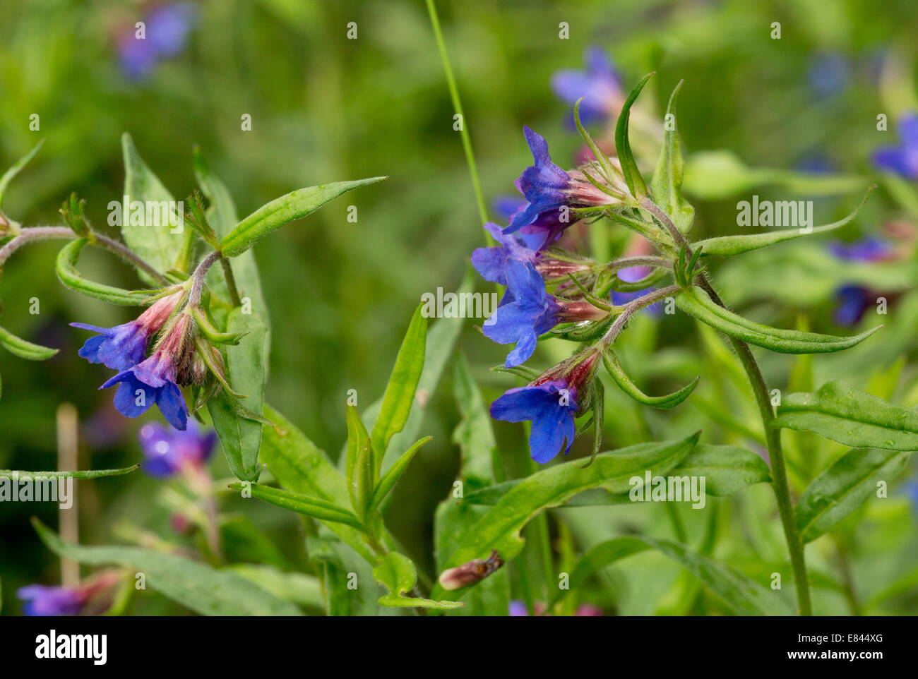 Purple Gromwell, Lithospermum purpurocaeruleum in flower in spring. Rare plant in UK. Stock Photo