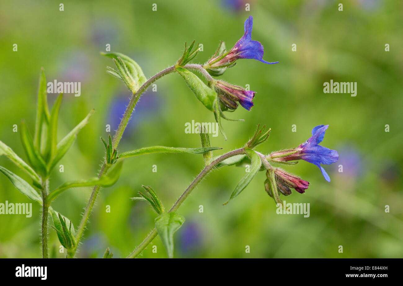 Purple Gromwell, Lithospermum purpurocaeruleum in flower in spring. Rare plant in UK. Stock Photo