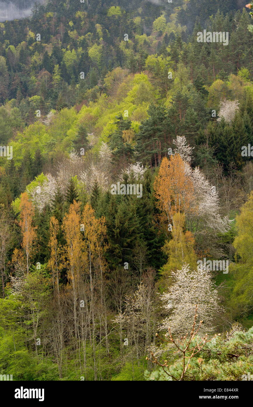 Spring foliage and flowering wild cherries in woodland near Col des Freres, eastern Pyrenees, France. Stock Photo