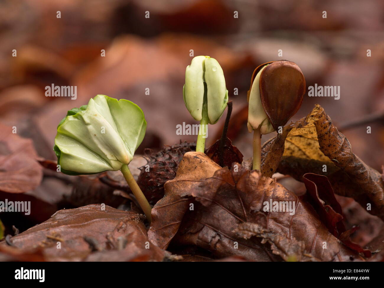 Beech seedlings, Fagus sylvatica, growing under the dense shade of beech. Stock Photo