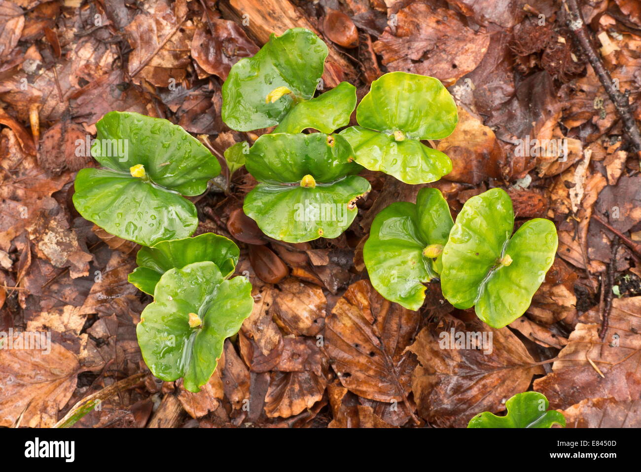 Beech seedlings, Fagus sylvatica, growing under the dense shade of