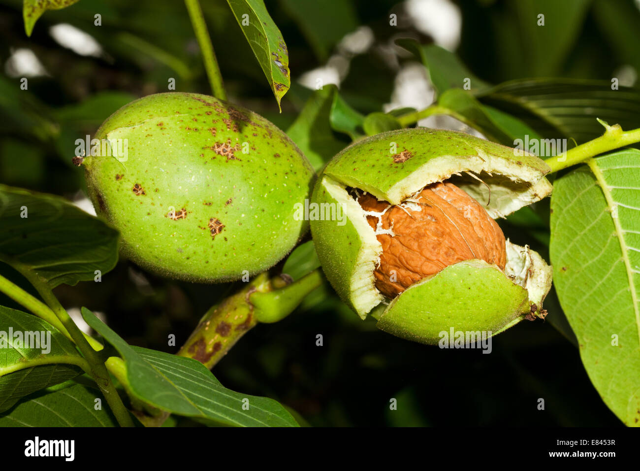 Ripe nuts of a Walnut tree Stock Photo